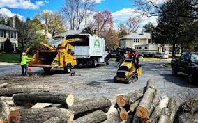 Best Tree Cabling and Bracing  in Country Homes, WA