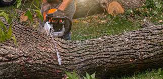 Best Tree Removal  in Country Homes, WA