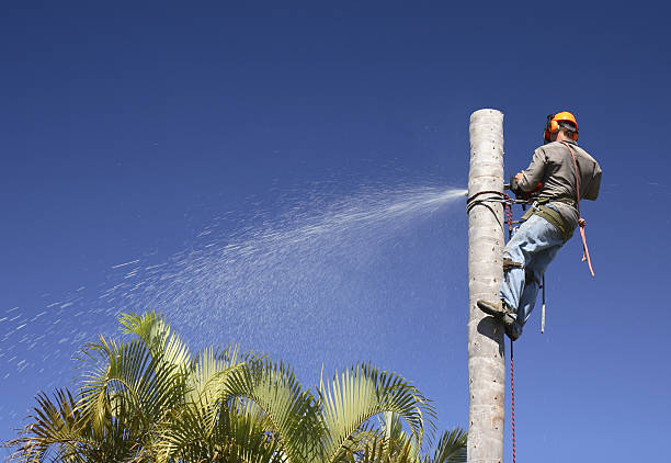 Best Lawn Disease Treatment  in Country Homes, WA