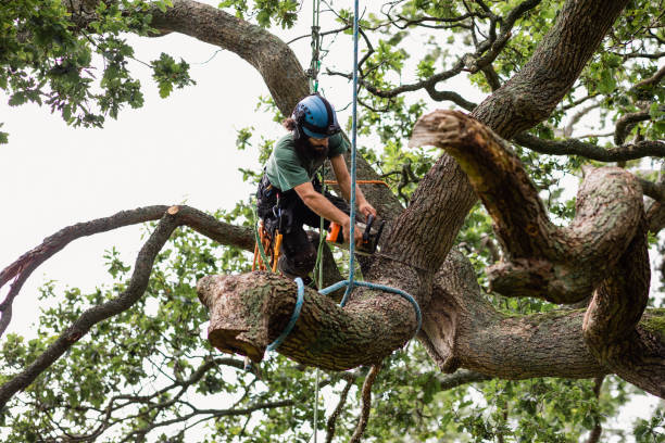 Best Stump Grinding and Removal  in Country Homes, WA