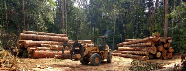 How Our Tree Care Process Works  in  Country Homes, WA