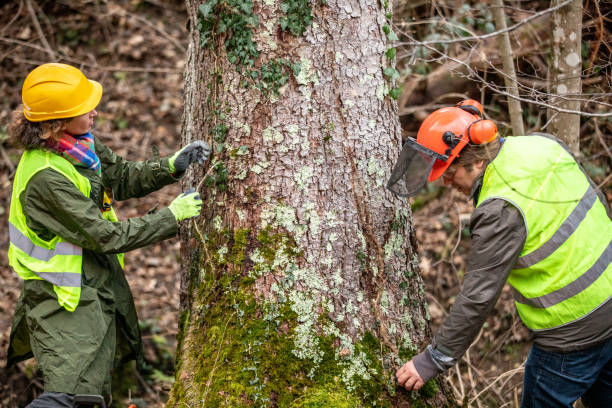  Country Homes, WA Tree Care Pros