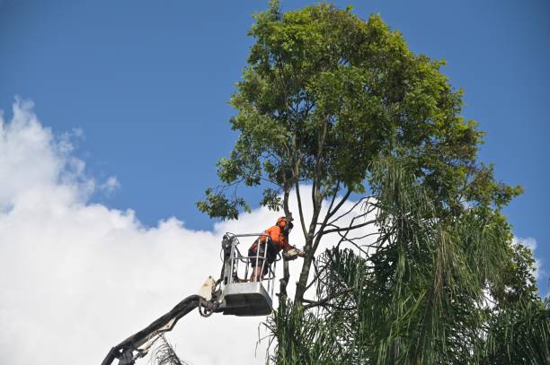 Best Lot and Land Clearing  in Country Homes, WA