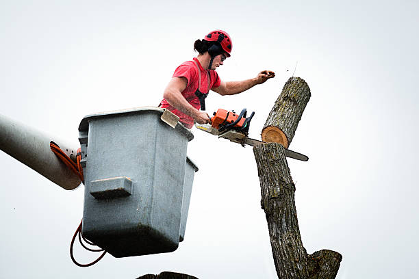 Professional Tree Care in Country Homes, WA