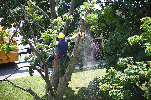 Best Commercial Tree Services  in Country Homes, WA