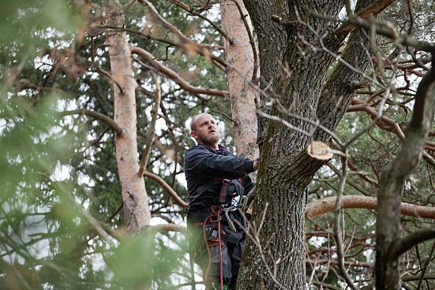 Best Tree Mulching  in Country Homes, WA