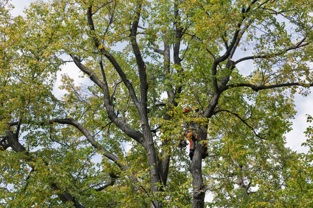 Best Firewood Processing and Delivery  in Country Homes, WA
